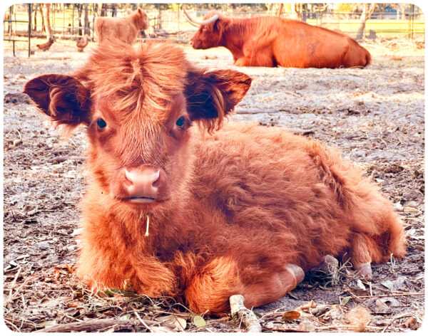 Toby miniature highland bull