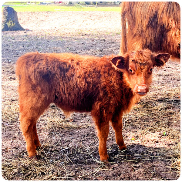 Toby miniature highland bull - Image 3