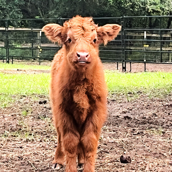 Toby miniature highland bull - Image 2