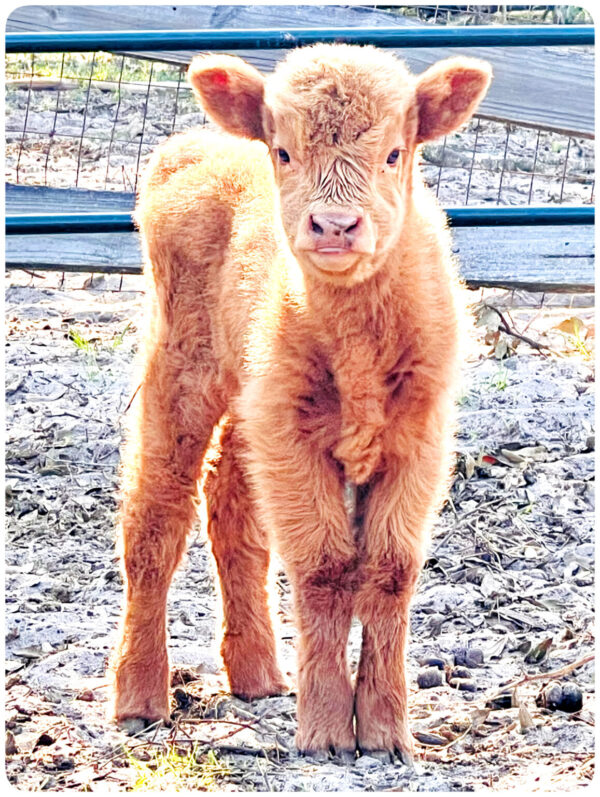 Autumn Miniature Highland Heifer