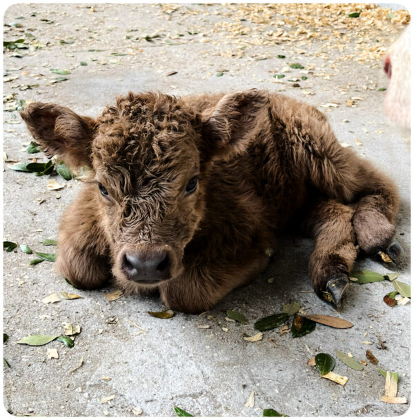 Miniature Highland Heifer Ashley