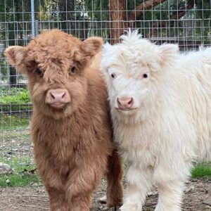 miniature highlander cow