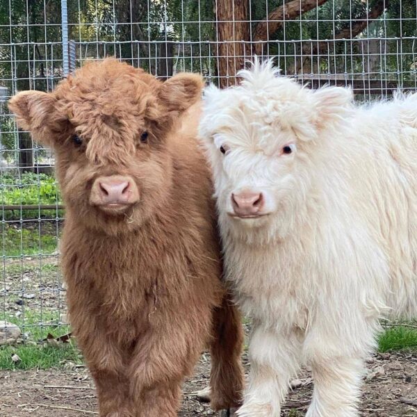 miniature highlander cow