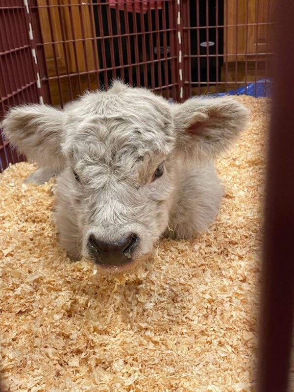 miniature scottish highland