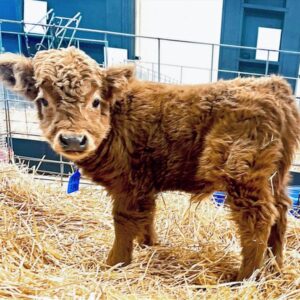 Fur fur mini highland cow