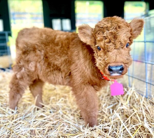MICRO/MINI Highland Heifer